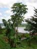 view from the banks of the Nile River