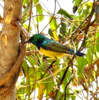 Collared Sunbird