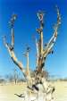 Namibia