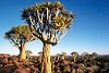 Namibia - Tree Landscape