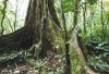 Kakagega Rain Forest - Kenya