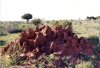 Termite Hill