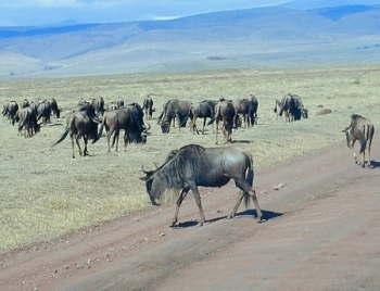 Wildebeest