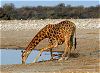 Gireffe - Etosha