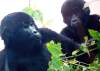 Young Gorillas