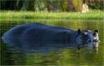 Hippo
