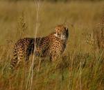 Cheetah