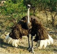 Ostrich