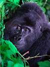 Uganda Posters and Prints