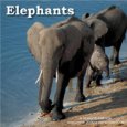 Elephants 2009 Wall Calendar