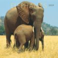 Elephants 2009 Square Wall Calendar 