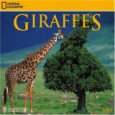 National Geographic Giraffes 2009 Calendar
