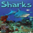 Sharks 2009 (Calendar) 