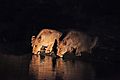 Lions after dark